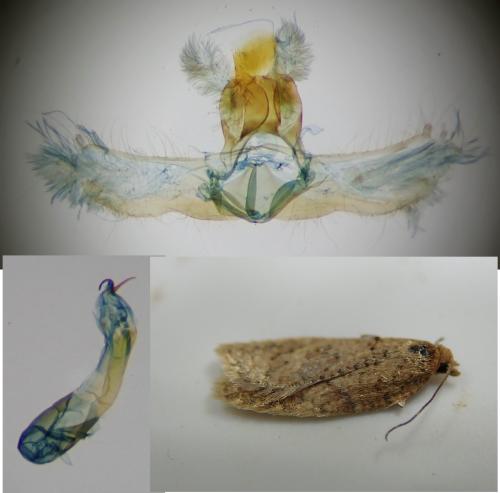 Réf. 298 245 : Acleris quercinana